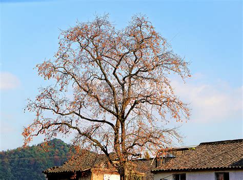 柿子树风水